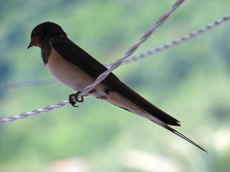 Ласточка городская (Delichon urbicum)