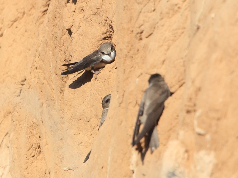Деревенская Ласточка – Hirundo Rustica