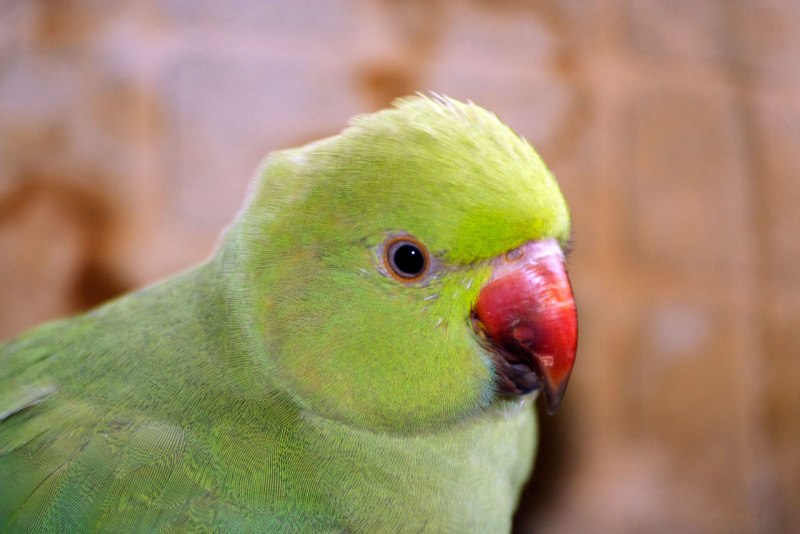 Сливоголового попугая (Psittacula cyanocephala)
