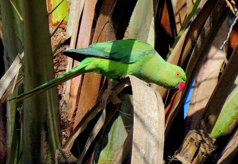 Green Quaker Parrot