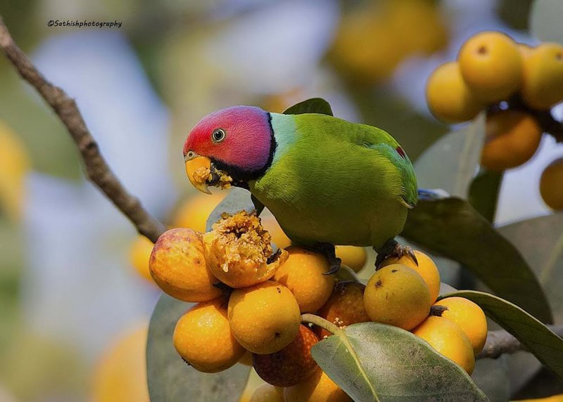 Plum-headed Parakeet