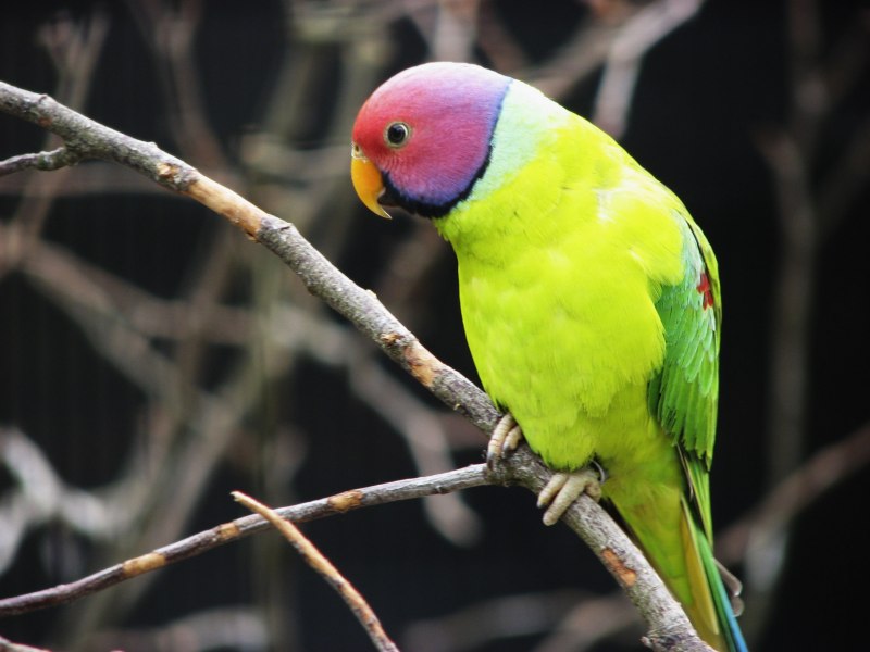 Сливоголовый попугай (78 фото)