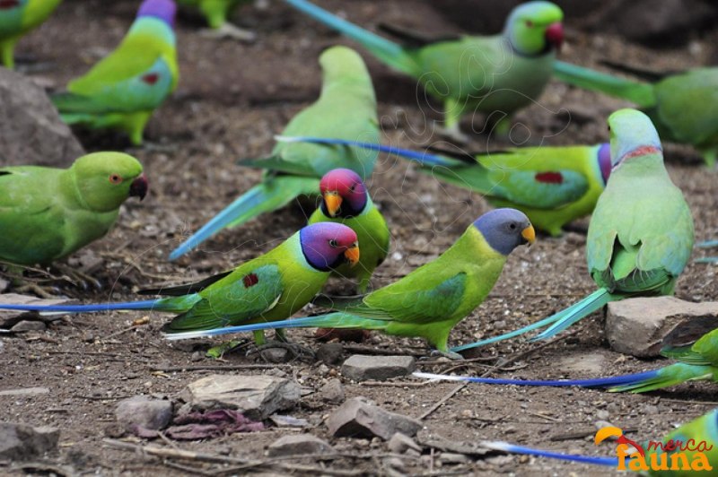 Blossom-headed Parakeet