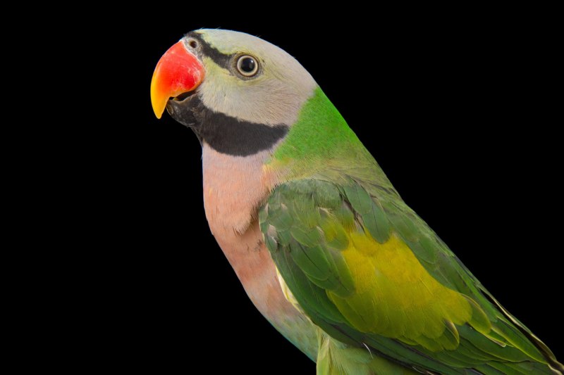 Psittacula cyanocephala