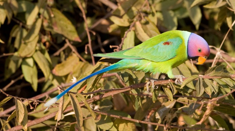 Сливоголового попугая (Psittacula cyanocephala)