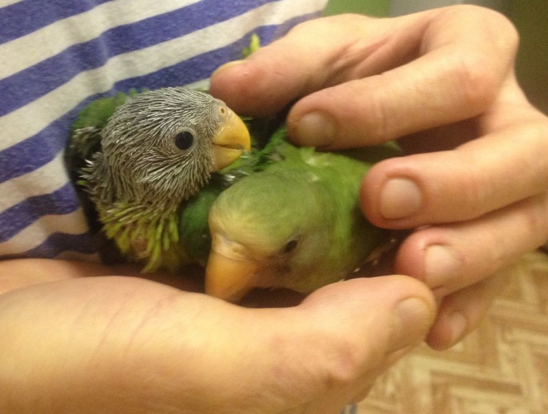 Row of Parakeets