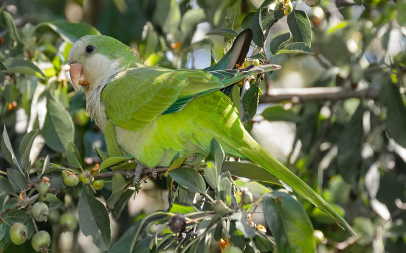 Psittacula cyanocephala