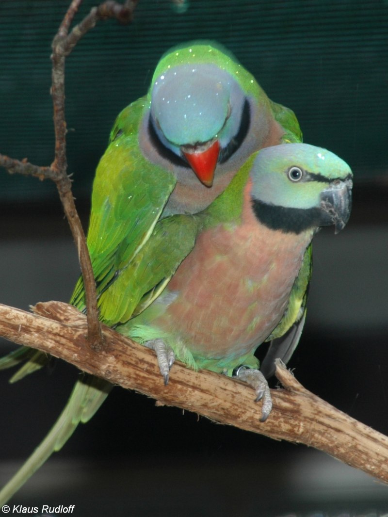 Difference between Parakeet and Parrot