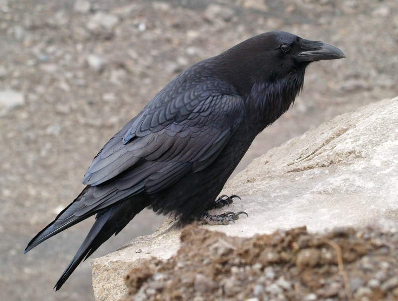 Черный ворон Corvus Corax