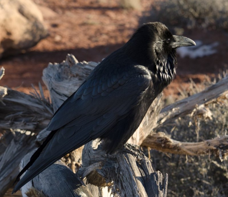 Corvus Corax птица