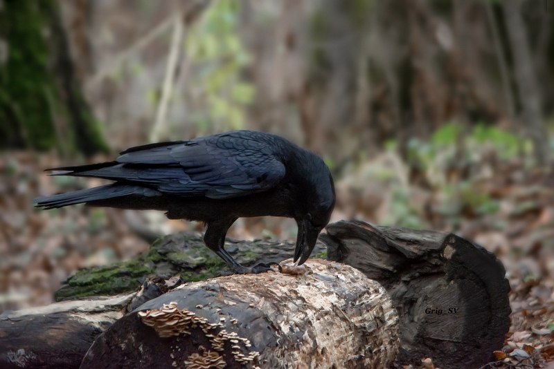 Corvus Corax