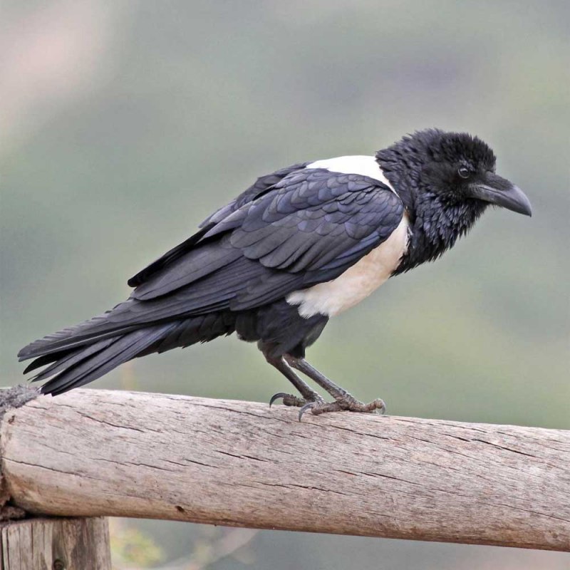 Albus Corvus