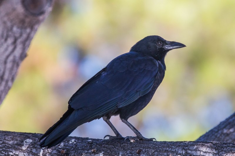 Семейство врановые - Corvidae
