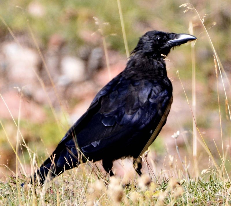 Черная ворона (Corvus Corone)