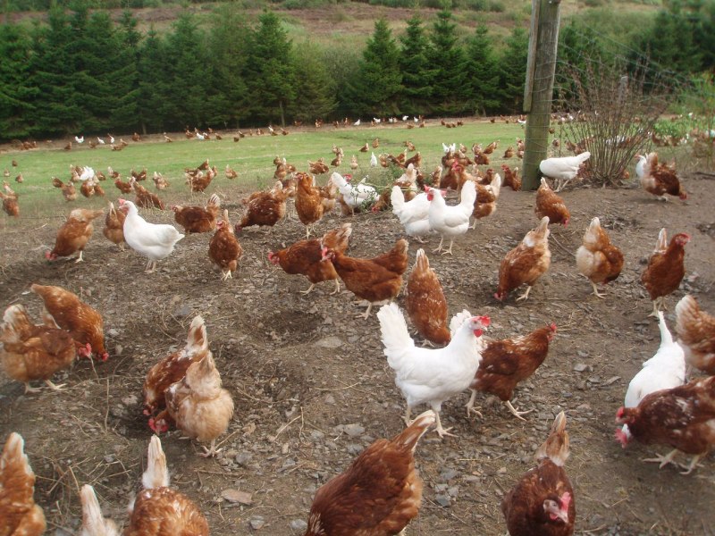 Хайсеки курицы несушки фото