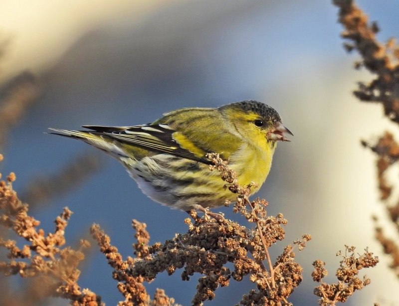 Carduelis Spinus
