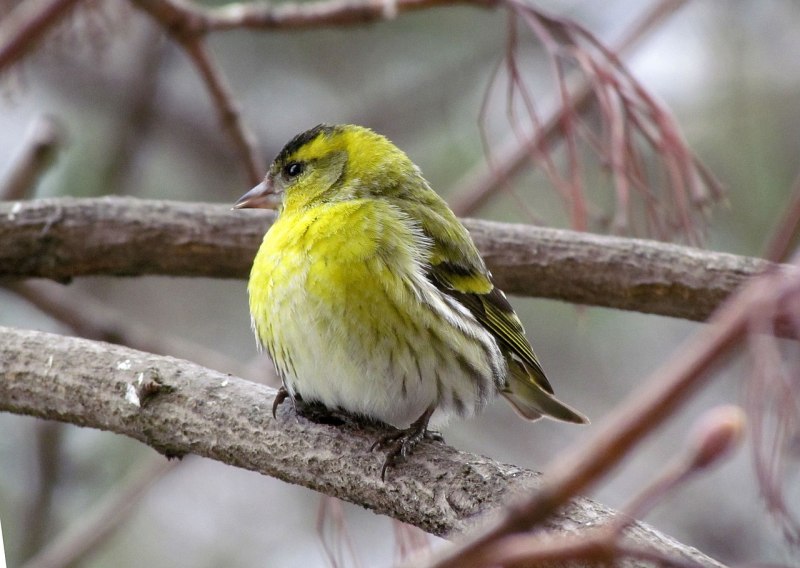 Чиж (Carduelis Spinus)