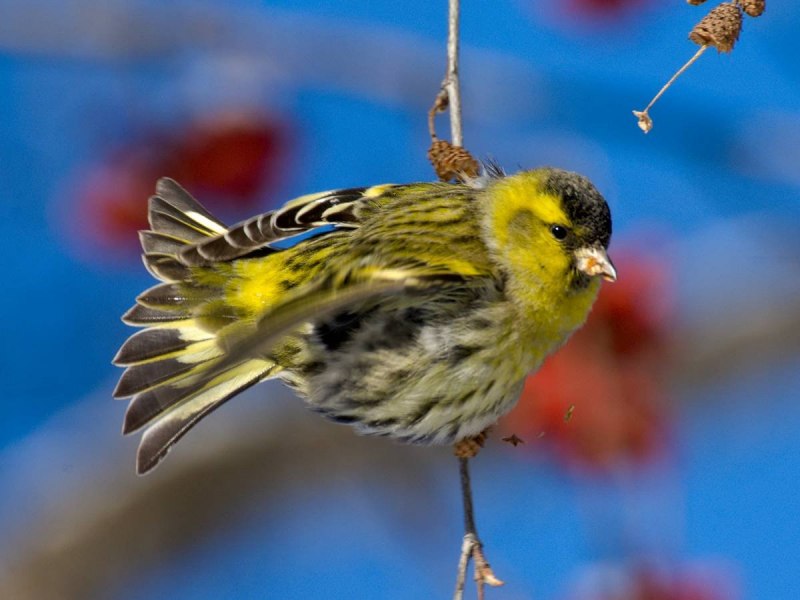 Carduelis Spinus