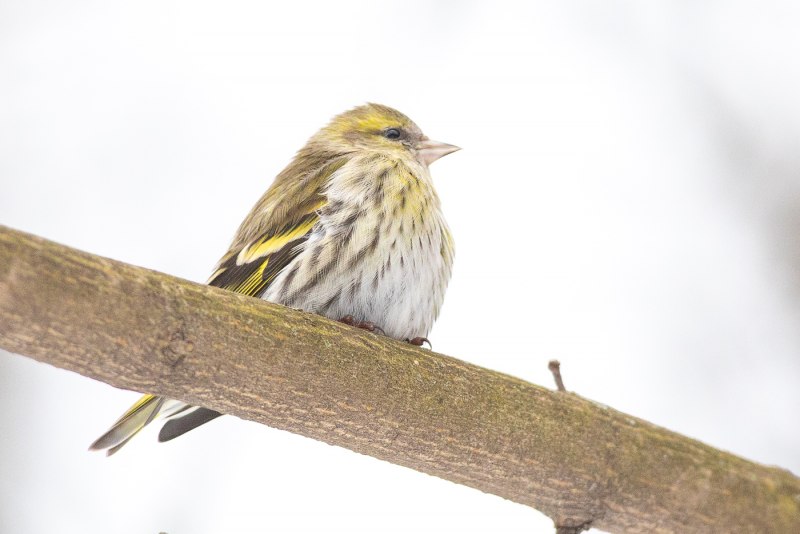 Carduelis Spinus