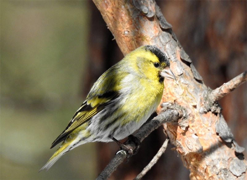 Eurasian Siskin Carduelis Spinus