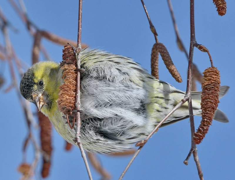 Чиж (Spinus)