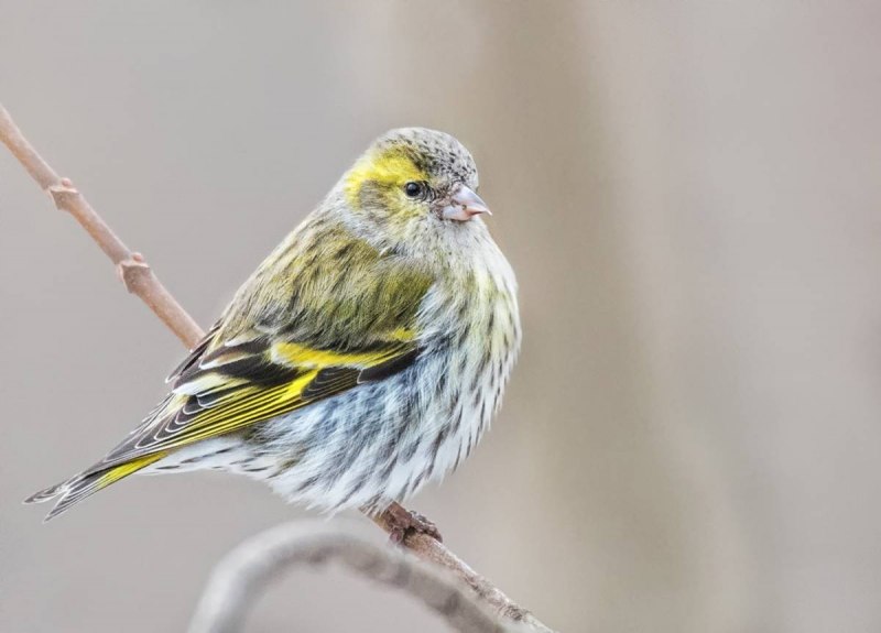 Чиж (Spinus Spinus (Carduelis Spinus))