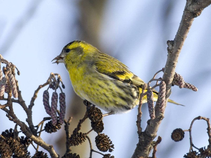 Чиж (Carduelis Spinus)