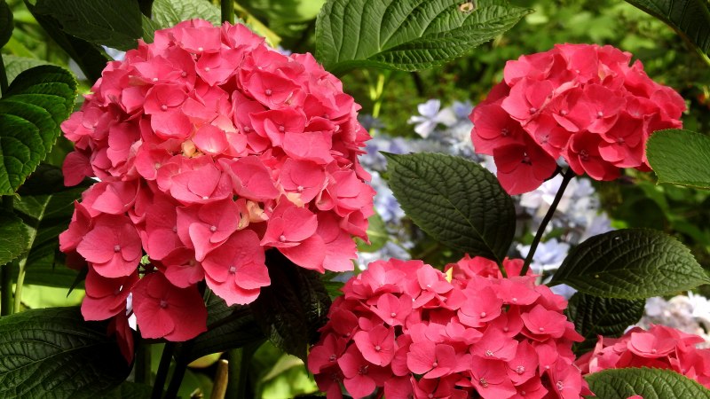 Hydrangea macrophylla perfection