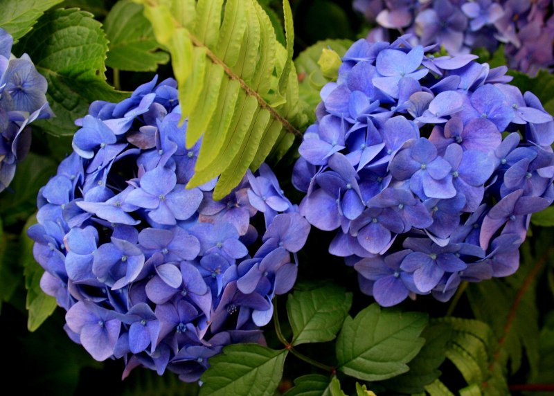 Hydrangea m. 'Tricolor'