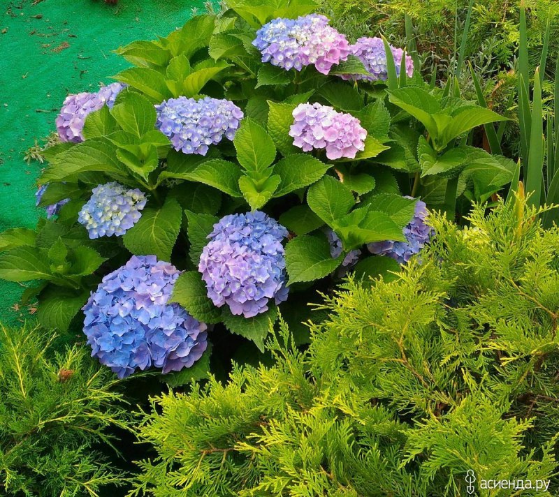 Что за гортензия Forever av Blue