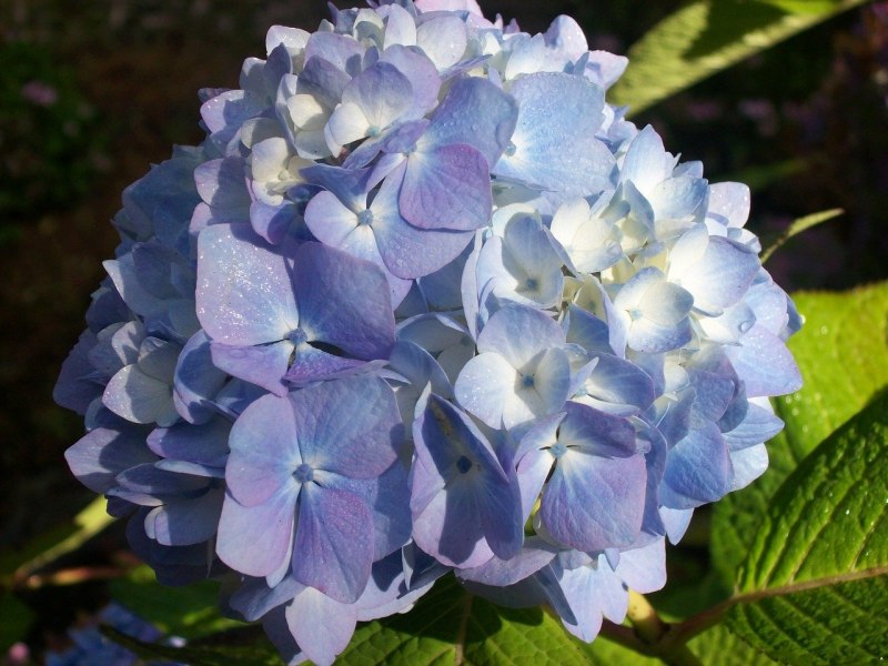 Гортензия крупнолистная early Blue