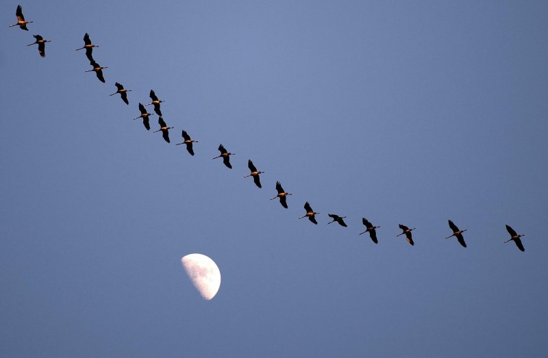 Птицы летят вереницей (81 фото)