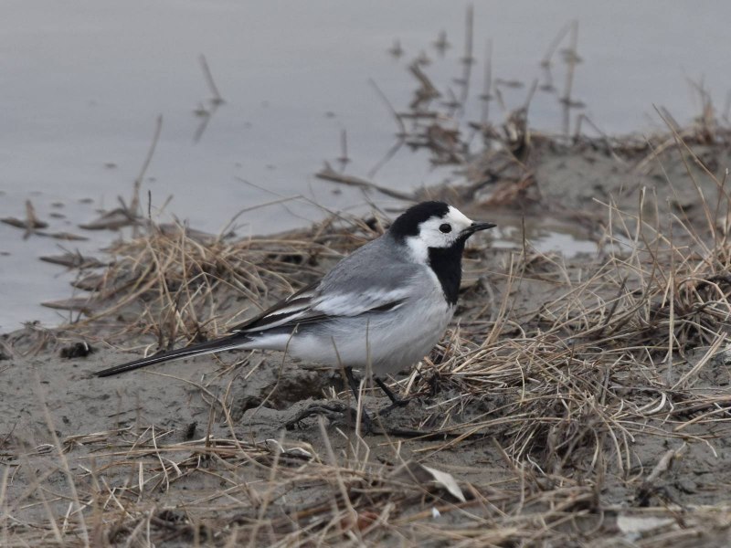 Motacilla personata