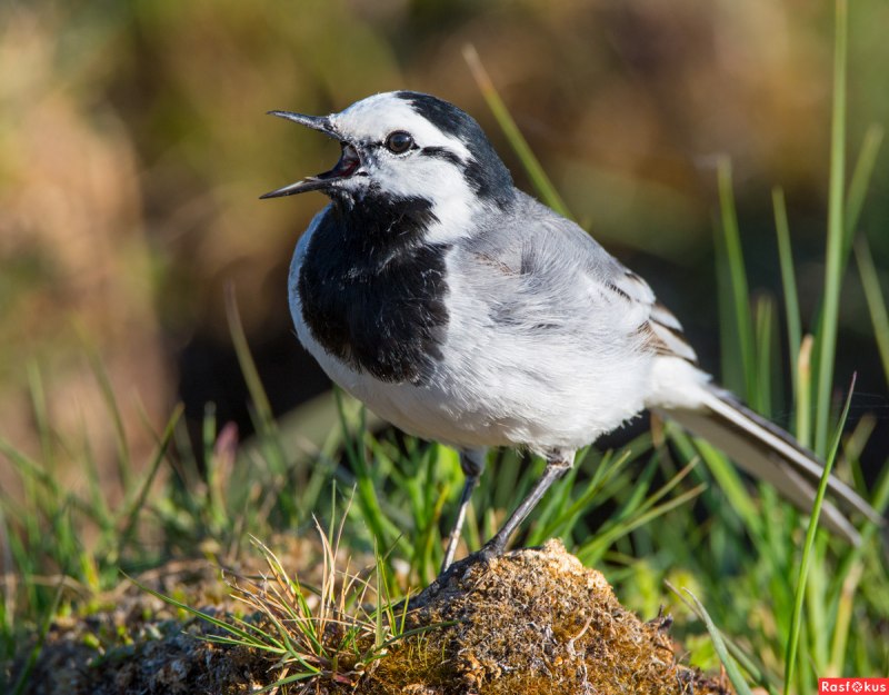 Wagtail трясогузка