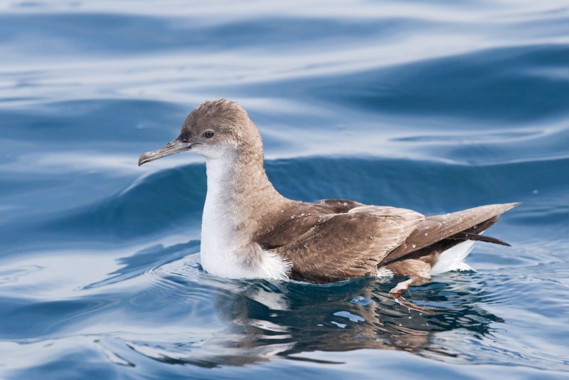 Puffinus griseus серый Буревестник