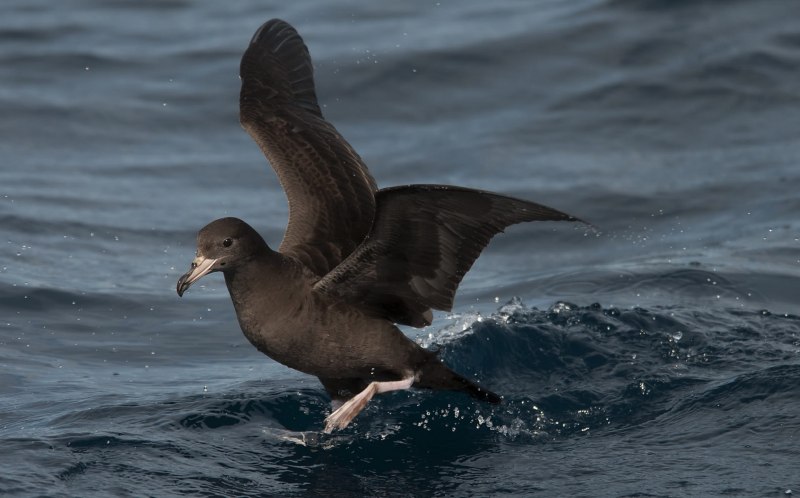 Буревестник малый (Puffinus Puffinus)