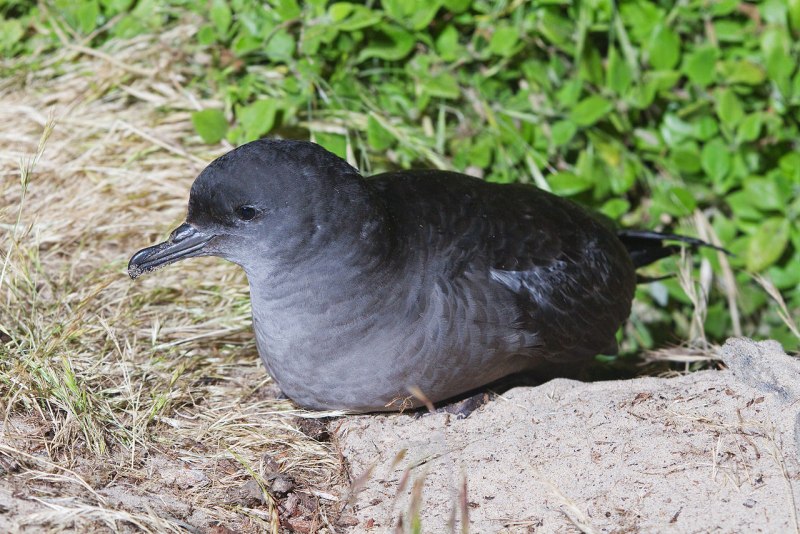 Puffinus yelkouan