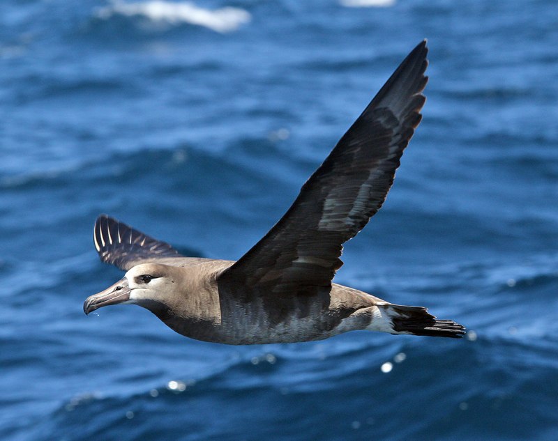 Phoebastria nigripes