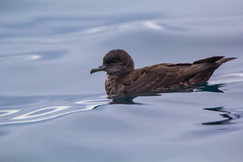 Буревестник малый (Puffinus Puffinus)