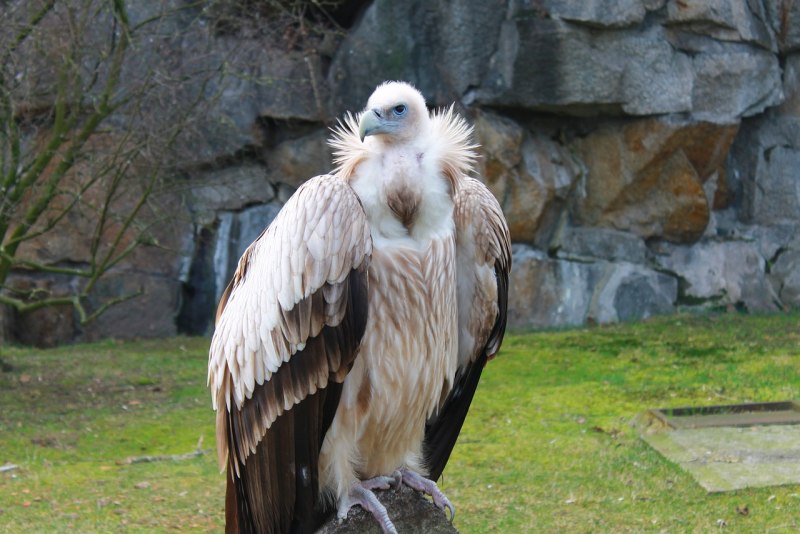 Gyps tenuirostris