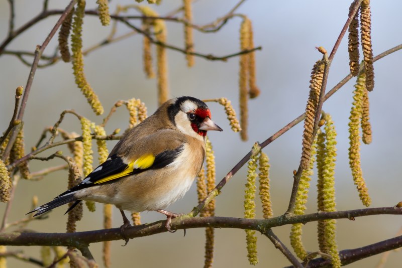 Carduelis Carduelis