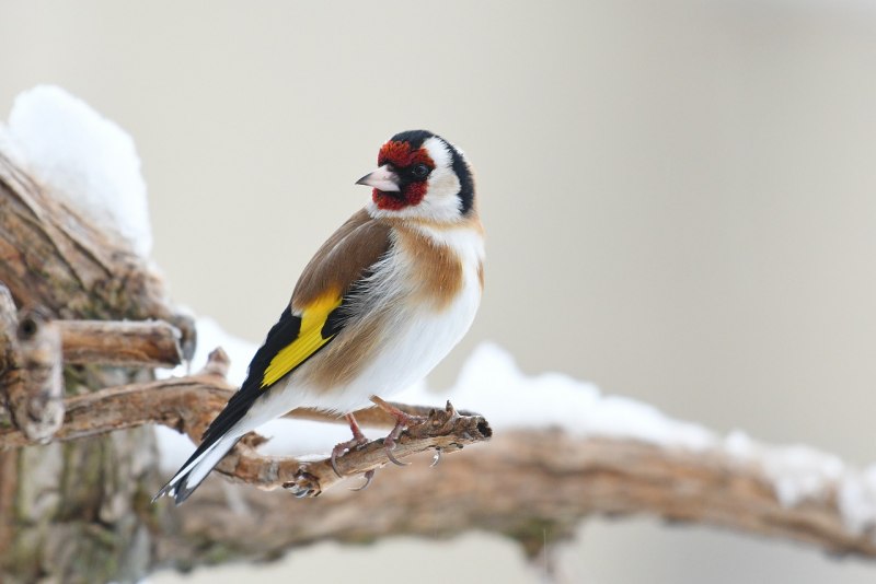 Птицы щегол зимой и летом (80 фото)
