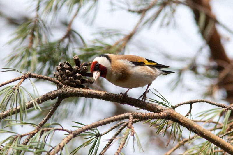 Щегол черноголовый Carduelis Carduelis
