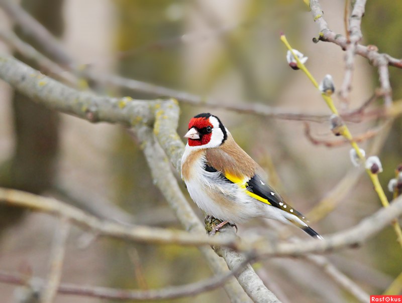 Carduelis Carduelis