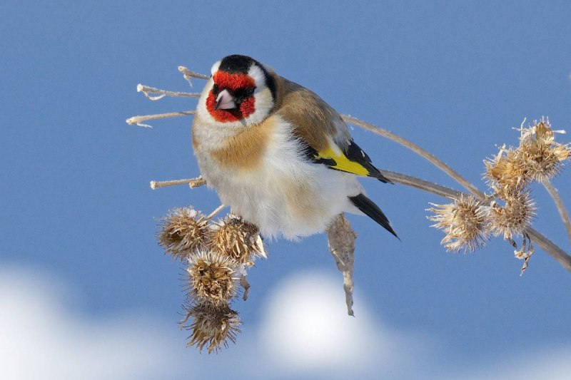 Carduelis Carduelis