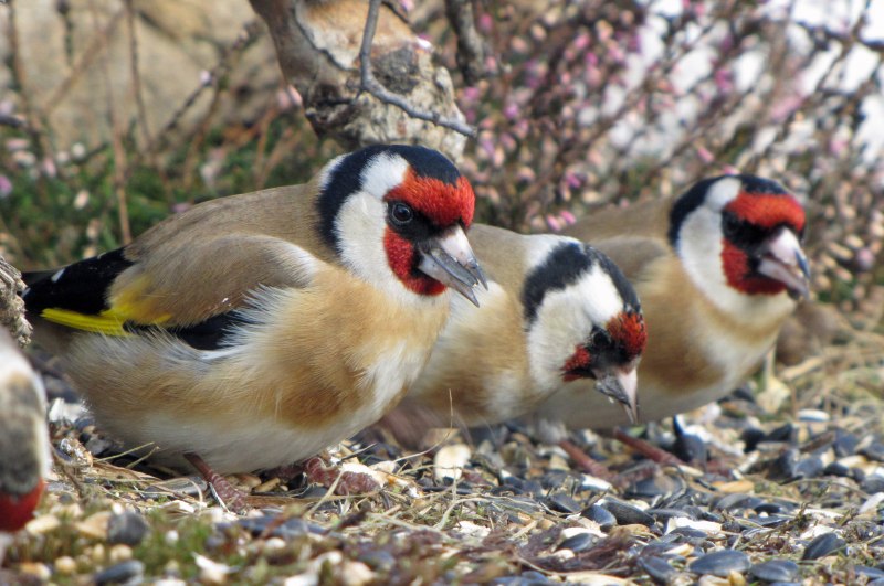 Щегол (Carduelis Carduelis)