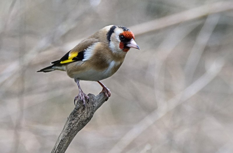 Щегол черноголовый Carduelis Carduelis