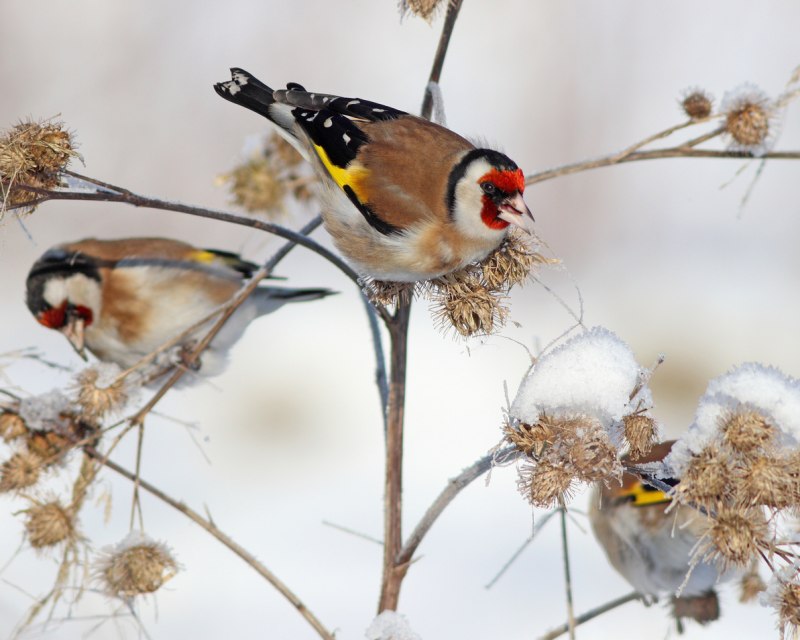 Седоголовый щегол (Carduelis caniceps)