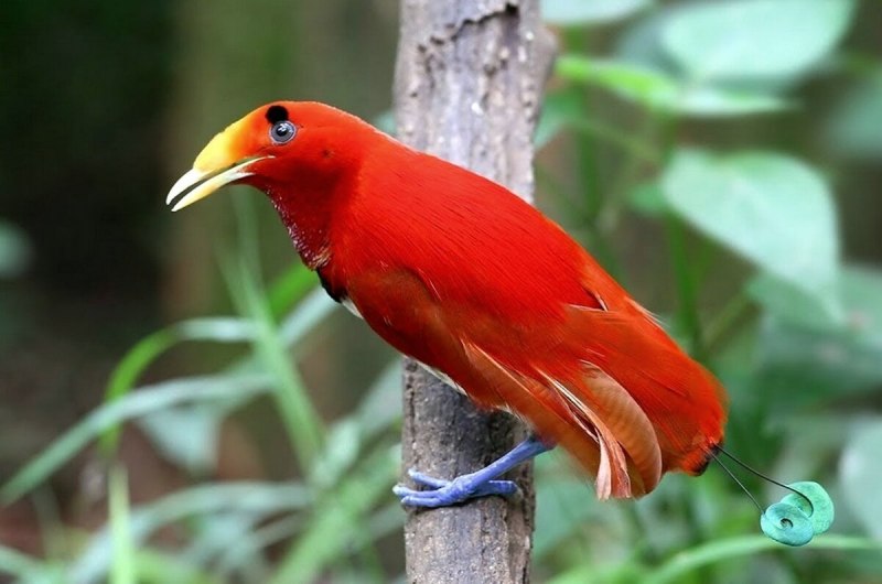 Cicinnurus Regius