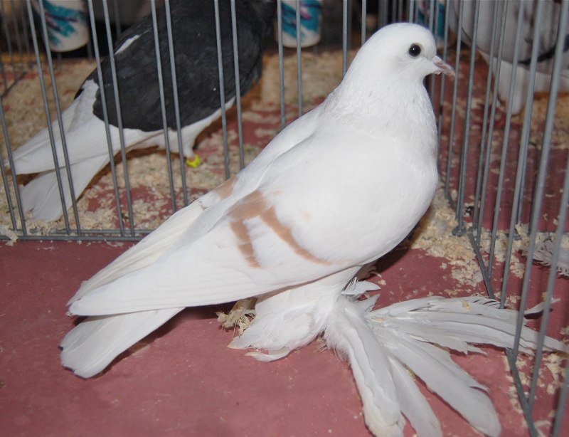 South Jersey Pigeon Club